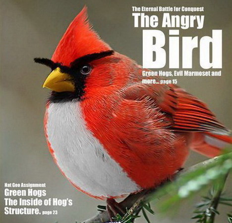 Desktop Wallpaper on Of Angry Birds Desktop Wallpapers And Photo Gallery   Quertime