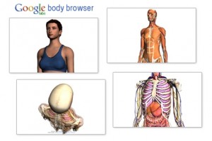 google_body_browser_explore_human_body_and_anatomy_in_3d