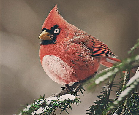 angry_birds_wallpapers_and_photos_050