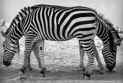 zebra_best_optical_illusion
