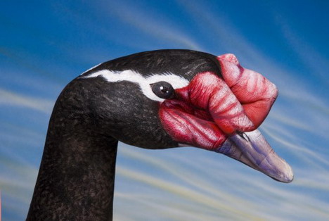 black_necked_swan_best_animal_hand_painting