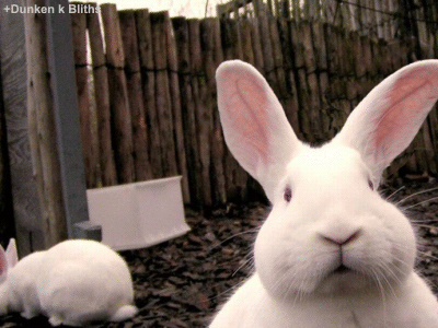 adorable_rabbits_amazing_animated_images_and_cinemagraphs