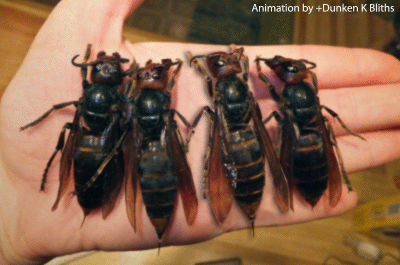 japanese_hornet_amazing_animated_images_and_cinemagraphs