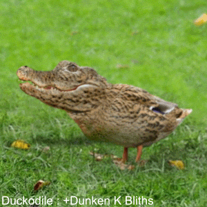 the_duckodile_amazing_animated_images_and_cinemagraphs