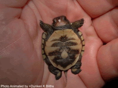 baby_turtle_amazing_animated_images_and_cinemagraphs