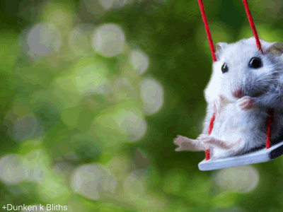 just_a_cute_mouse_amazing_animated_images_and_cinemagraphs