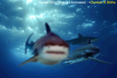 sharks_stunning_animated_images_and_cinemagraphs