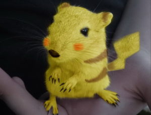 Is Pikachu a Mouse, Cat or Rabbit Pokémon? - Quertime