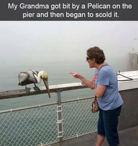 poor-pelican