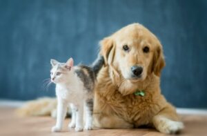 best-pet-websites-blogs