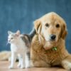 best-pet-websites-blogs